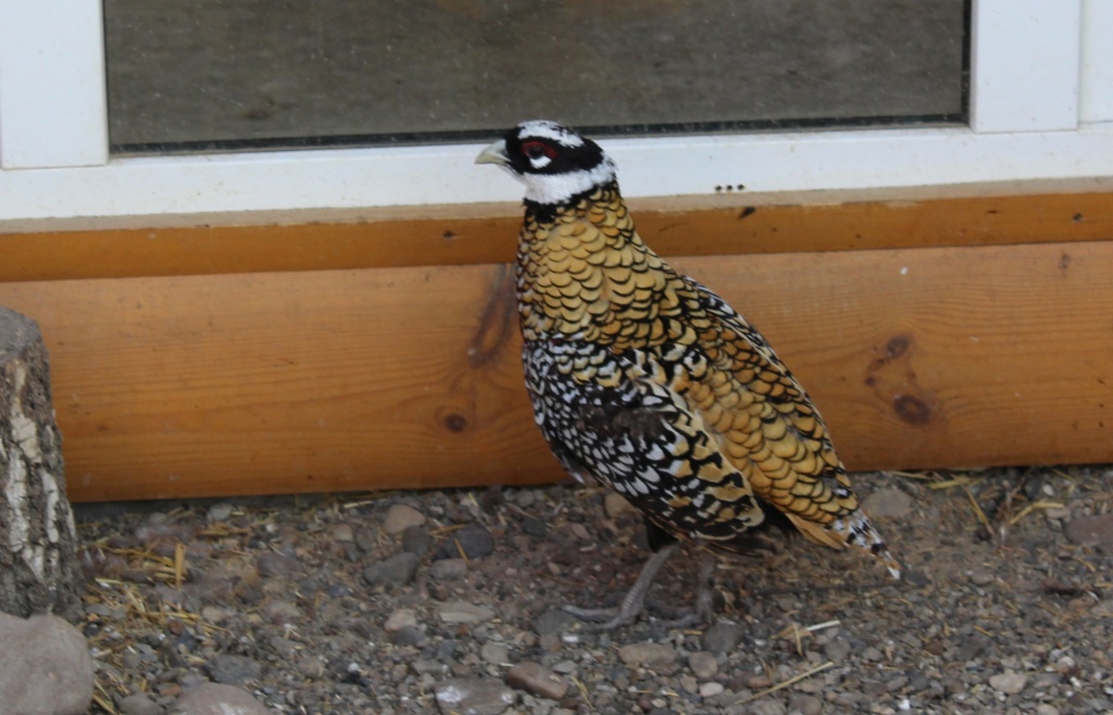 Королевский фазан.JPG