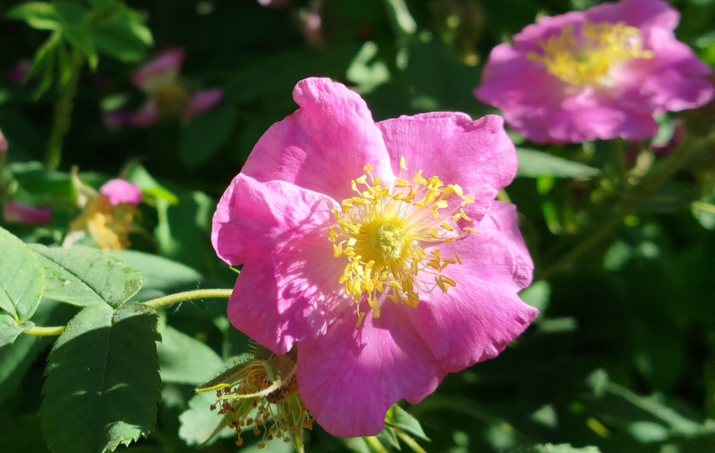 Шиповник.jpg Шиповник.jpg