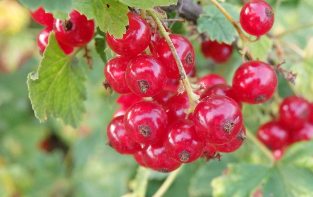 красная смородина1.JPG