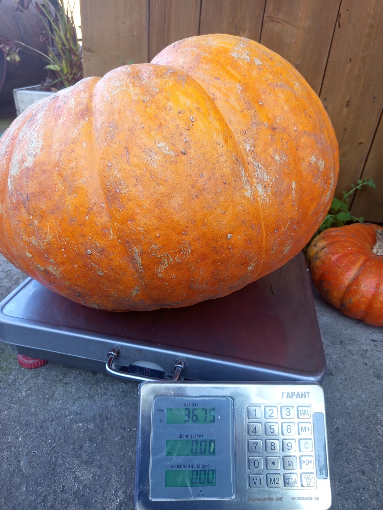 Вес одного из плодов 36 кг.jpg Вес одного из плодов 36 кг.jpg