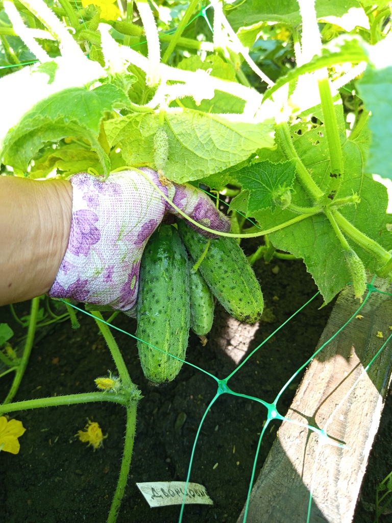 Урожай все лето.jpg Урожай все лето.jpg