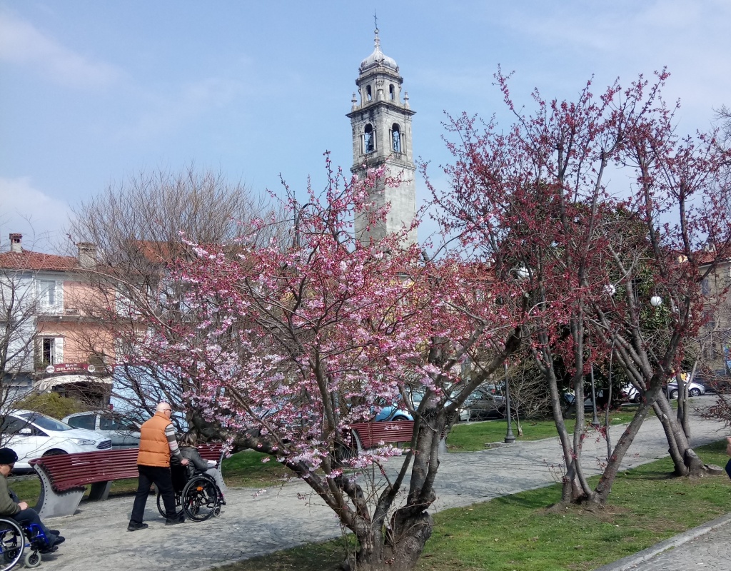 Сакура Кашанин 2.JPG