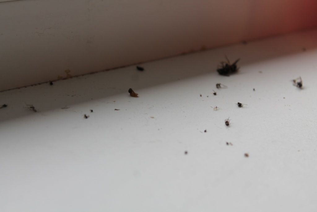Мухояр — мухи «уходят красиво»