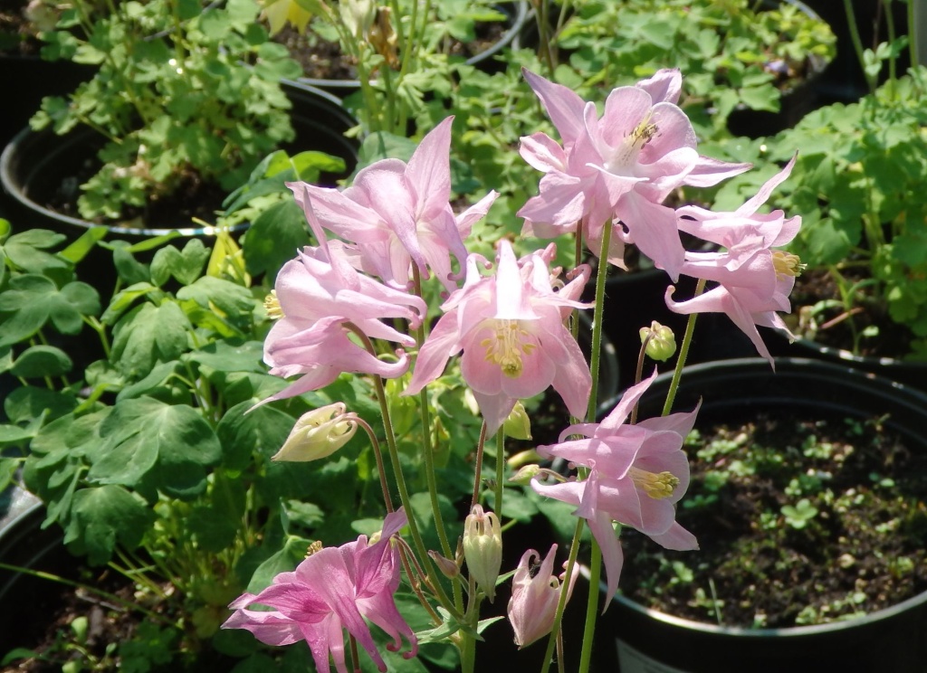 Аквилегия гибридная Бидермейер.JPG