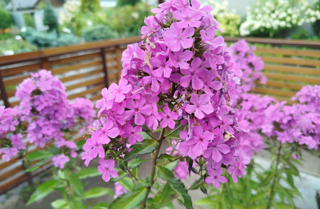 Флокс метельчатый Плюш сиреневый.jpg