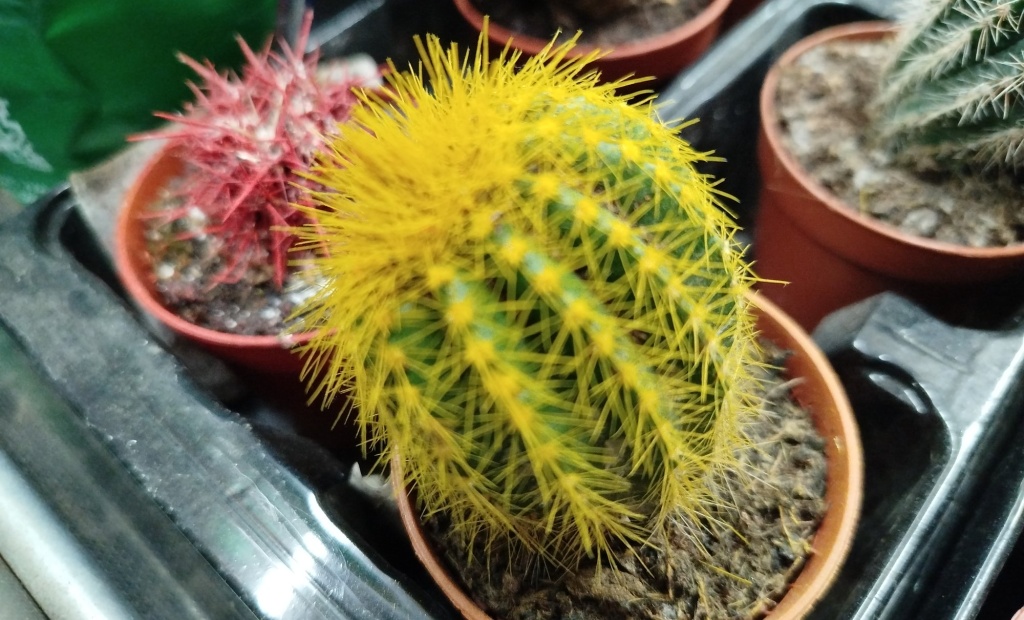 Эхинокактус Грусона.jpg