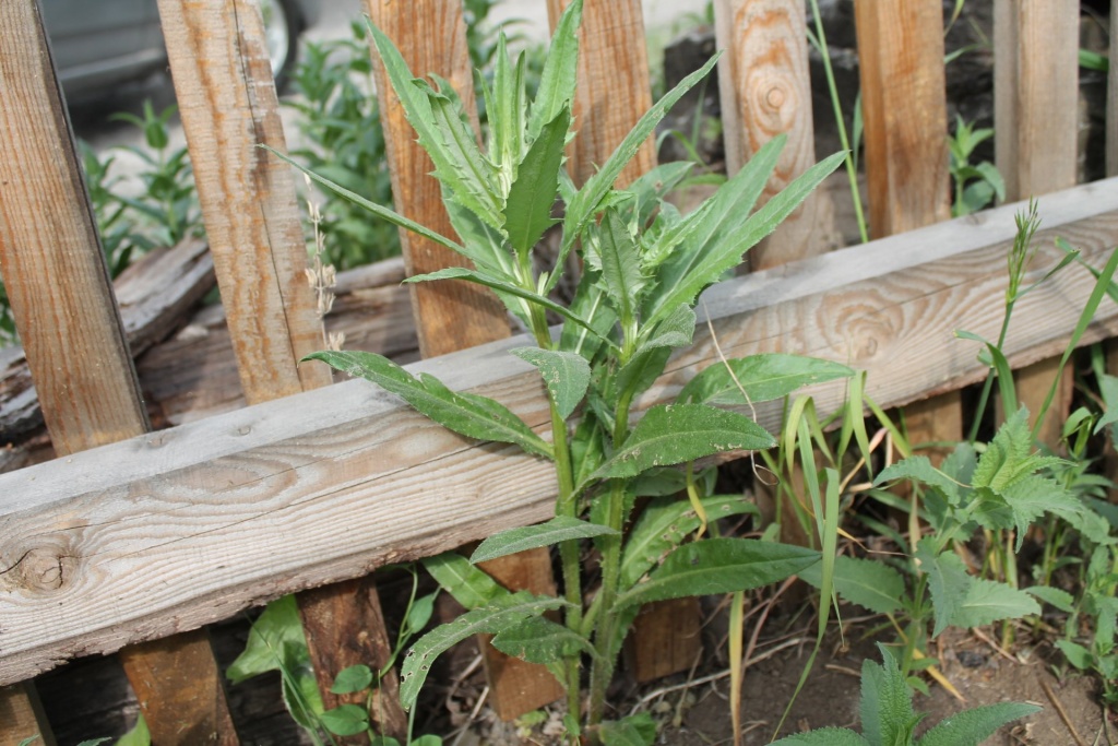 Осот или 1_шшш.JPG