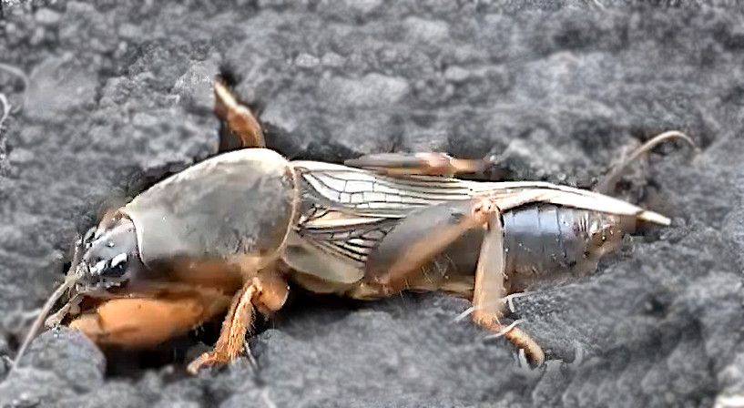 Это вредное сосущее насекомое из отряда Двукрылые семейства Сциариды предпочитает питаться соком растений закрытого грунта и чаще всего поражает посадки огурцов, кабачков, баклажанов, перца. Внешне огуречный комарик похож на своего кровососущего «тезку» – мелкое темно-серое насекомое с полупрозрачными перепончатыми крыльями. Длина тела взрослой особи от 3 до 5 мм, причем самки крупнее самцов. Голова округлая, черного цвета, с большими фасеточными глазами и усиками-антеннами. У червеобразной безногой личинки комарика тонкие прозрачные покровы с просвечивающимся кишечником и черная головка. Поврежденные личинками огуречного комарика саженцы можно распознать по измочаленным и подгнившим нижним частям стебля, что затем приводит к потере тургора листьев и увяданию растения. В теплицы вредитель попадает с грунтом, содержащим много неразложившихся органических остатков, и за сезон на вашей грядке может вырасти 4-6 поколений комариков. Самки откладывают в почву до 250 яиц, из которых спустя неделю выходят личинки. Именно они наносят тепличным растениям самый серьезный ущерб уже на стадии рассады: прогрызают ходы в корнях и основаниях стеблей, повреждают семядольные листочки, создавая в них камеры для окукливания.