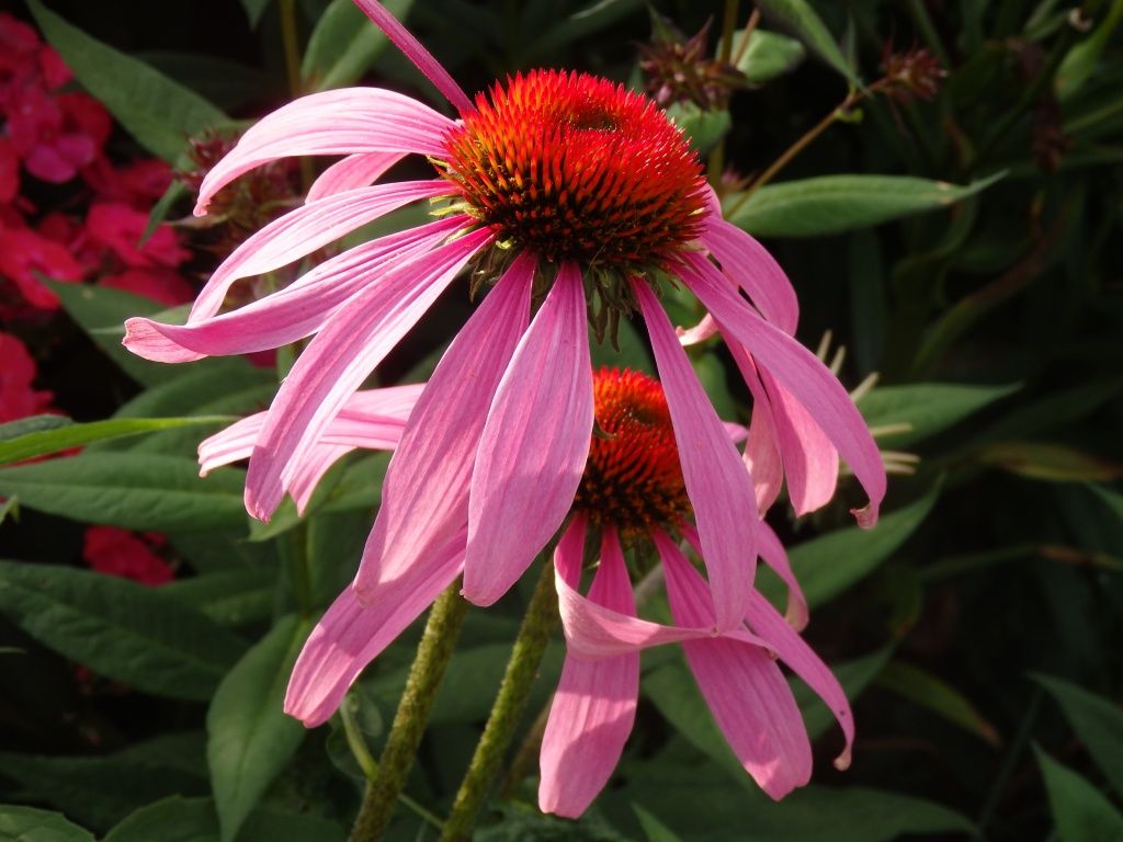 Para qué sirve la echinacea