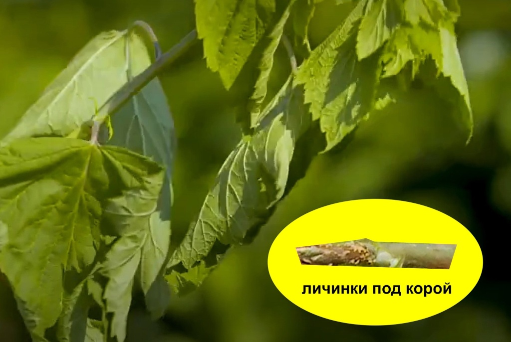 галлица на смор.jpg
