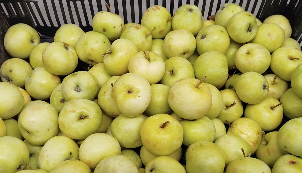 Яблоки Белый налив.jpg
