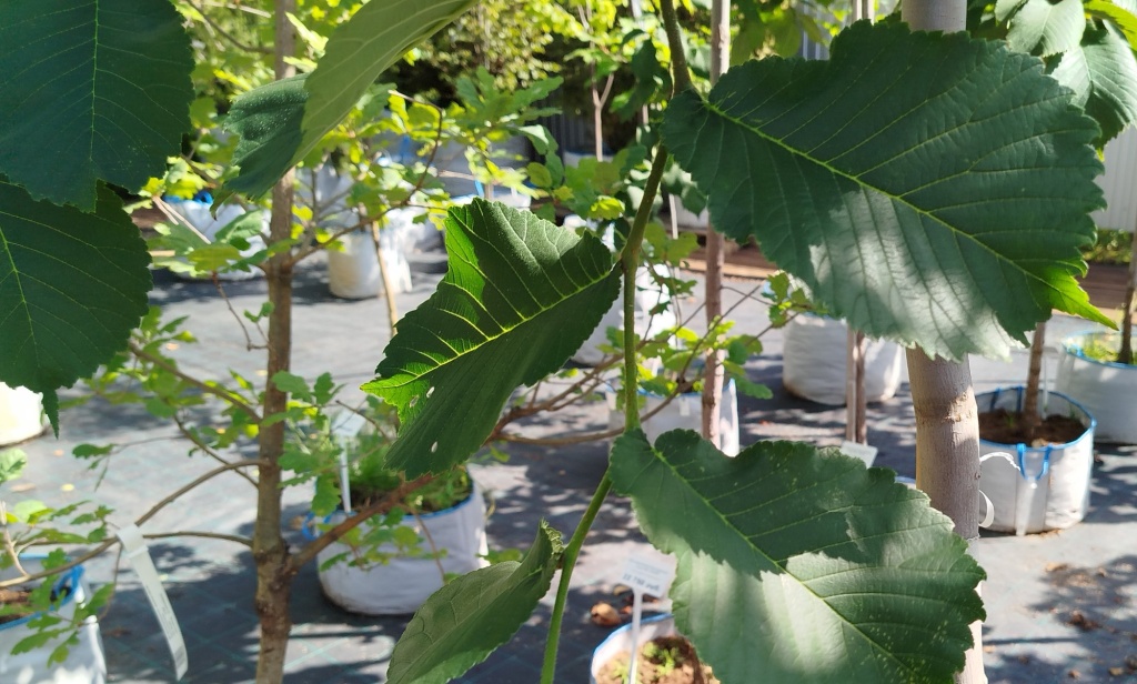 Вяз шершавый Кампердоуни.jpg