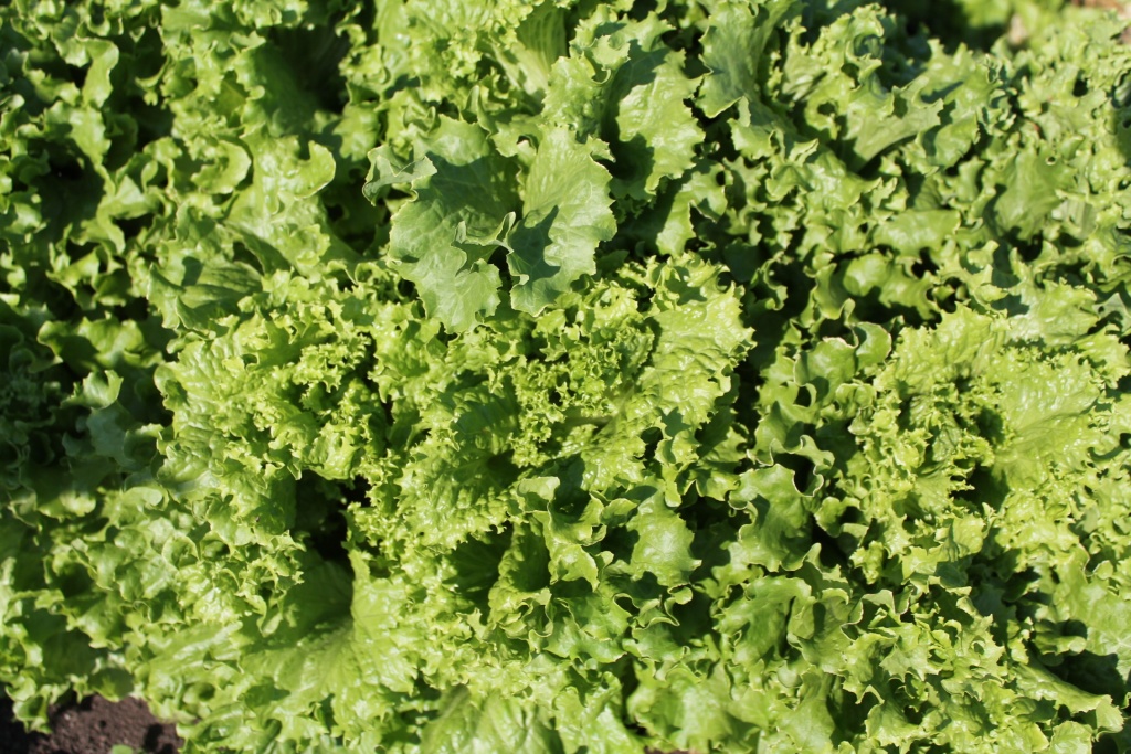 через 2 месяца от посева.JPG