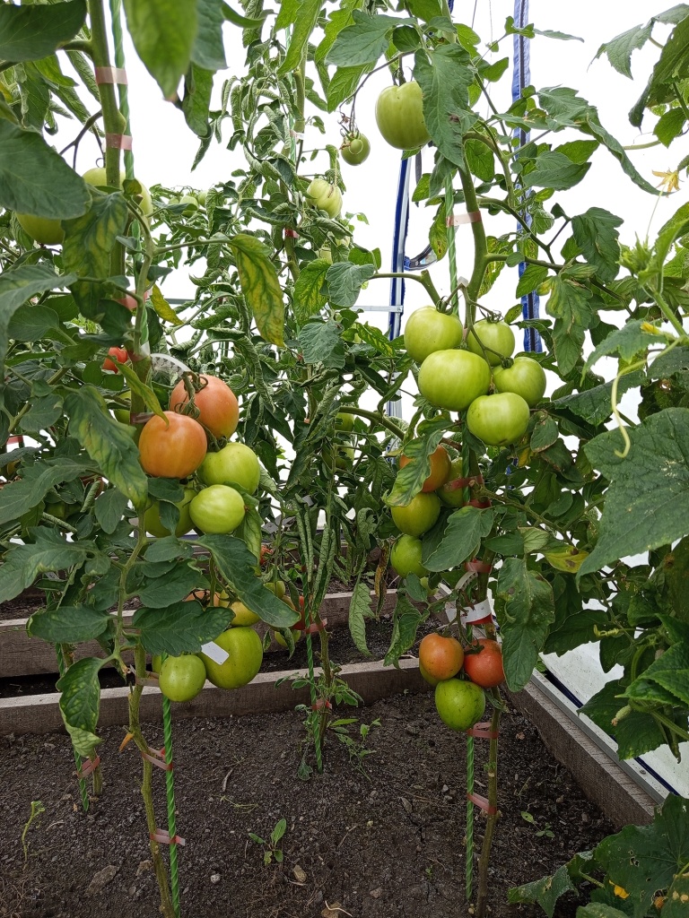 Помидоры начинают созревать .jpg Помидоры начинают созревать .jpg