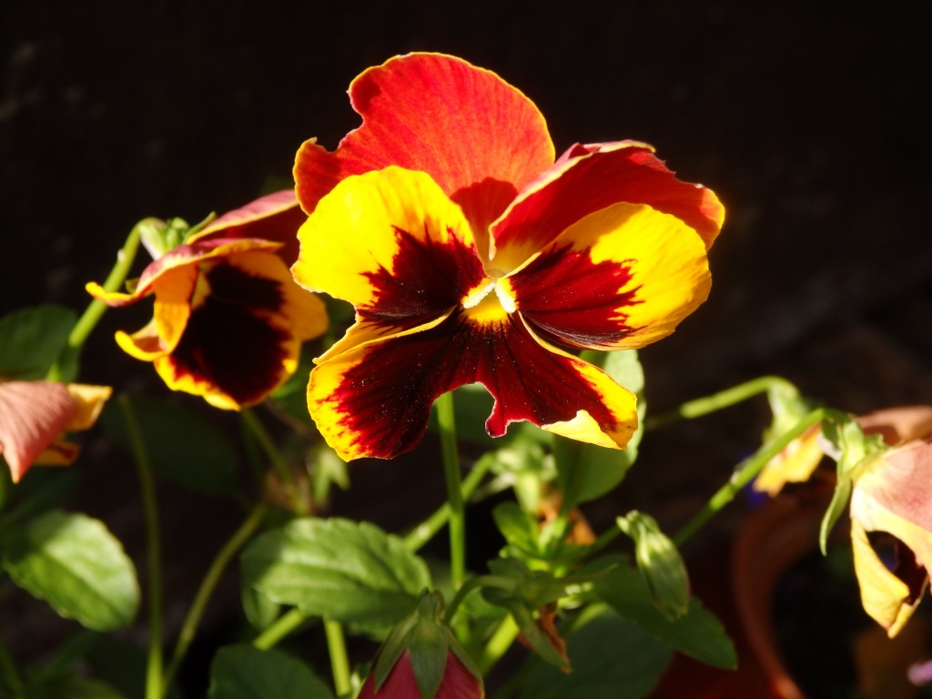 Виола Крылья бабочки 2.JPG