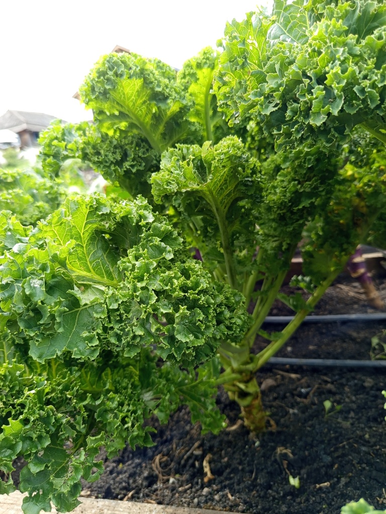 IMG_20250908_144827.jpg IMG_20250908_144827.jpg