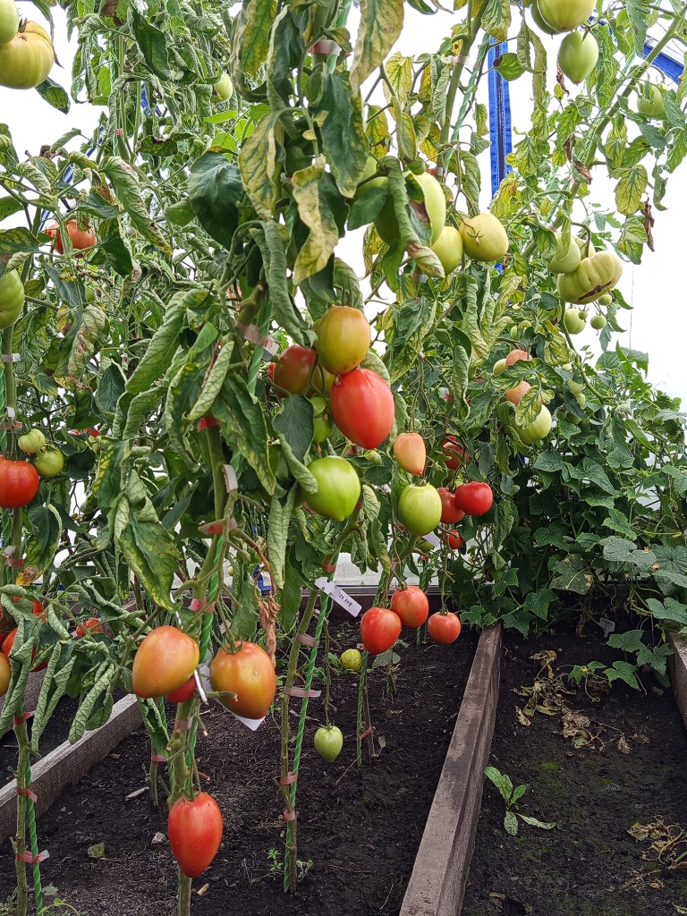 Помидоры поспевают сразу на нескольких ярусах куста.jpg