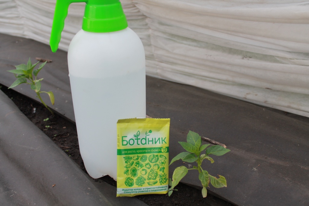 Такой несчастной рассаде нужны стимуляторы роста.JPG