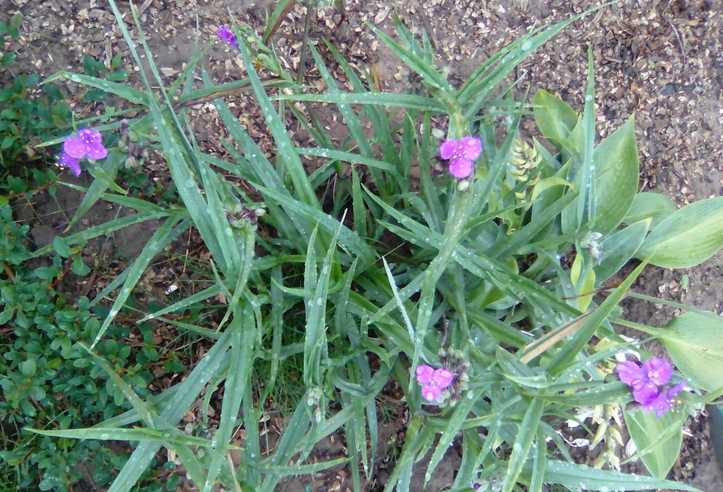 традесканция 2.jpg