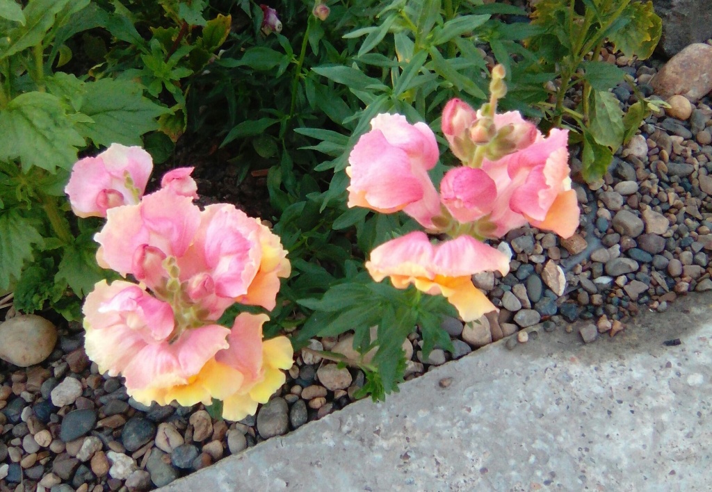 Львиный зев.jpg