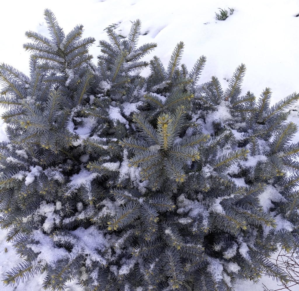 Ель колючая Глаука Глобоза зимой.jpg
