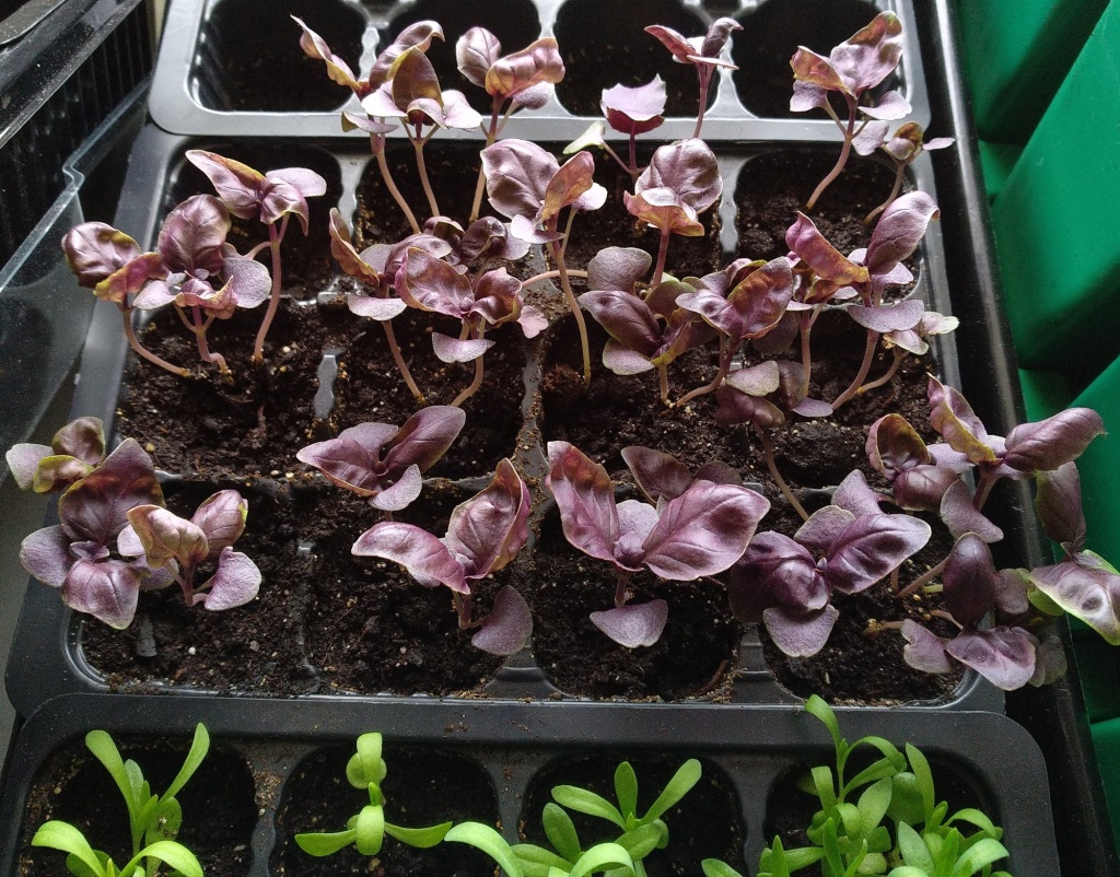 базилик на подоконнике.jpg