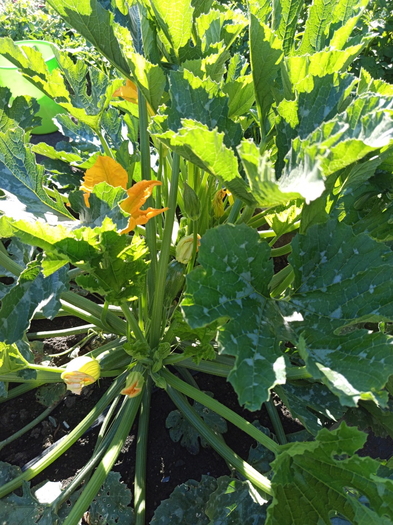 У Цукеши резные листья с красивым рисунком.jpg У Цукеши резные листья с красивым рисунком.jpg