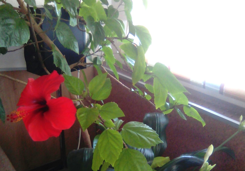 Гибискус от Гог.jpg