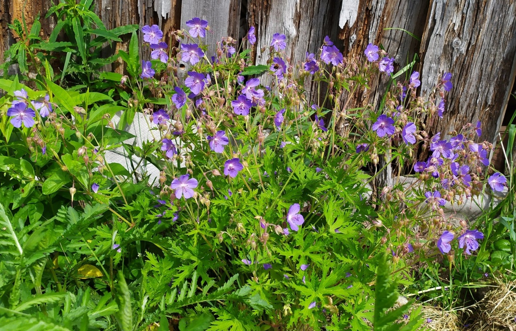 герань луговая.jpg