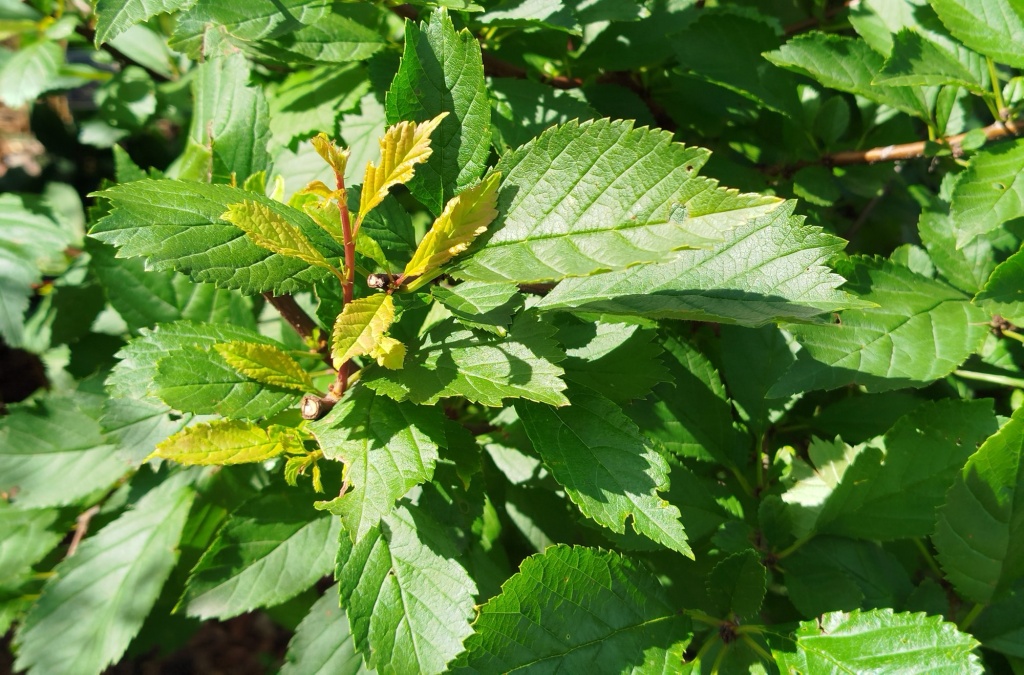 Миндаль трехлопастный махровый.jpg