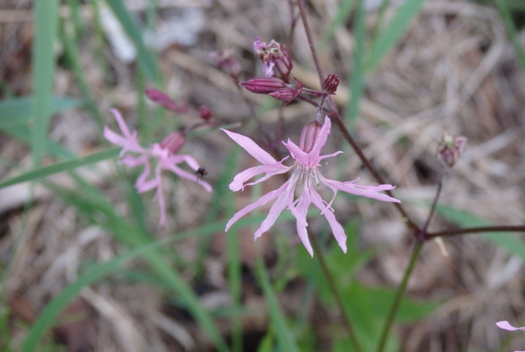 Кукушкин цвет.JPG