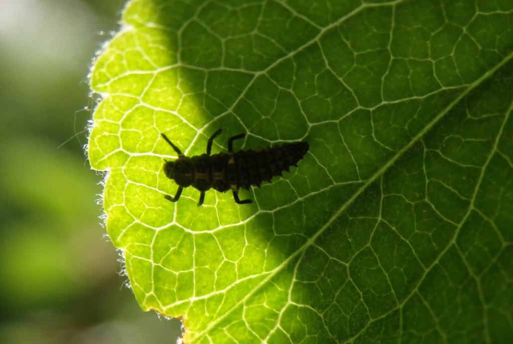 Личинка божьей коровки.JPG