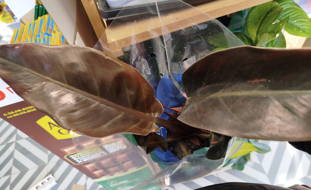 Филодендрон Империал ред.jpg