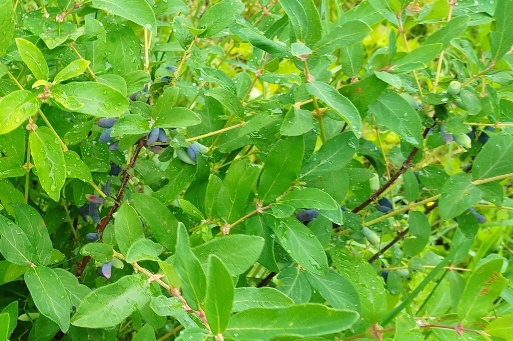 Жимолость Бореал Бьюти_4 2025.jpg