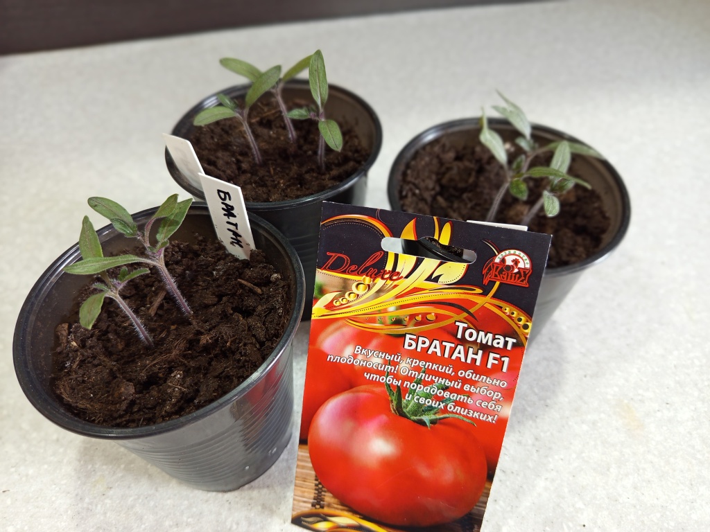 Всхожесть семян 100%.jpg