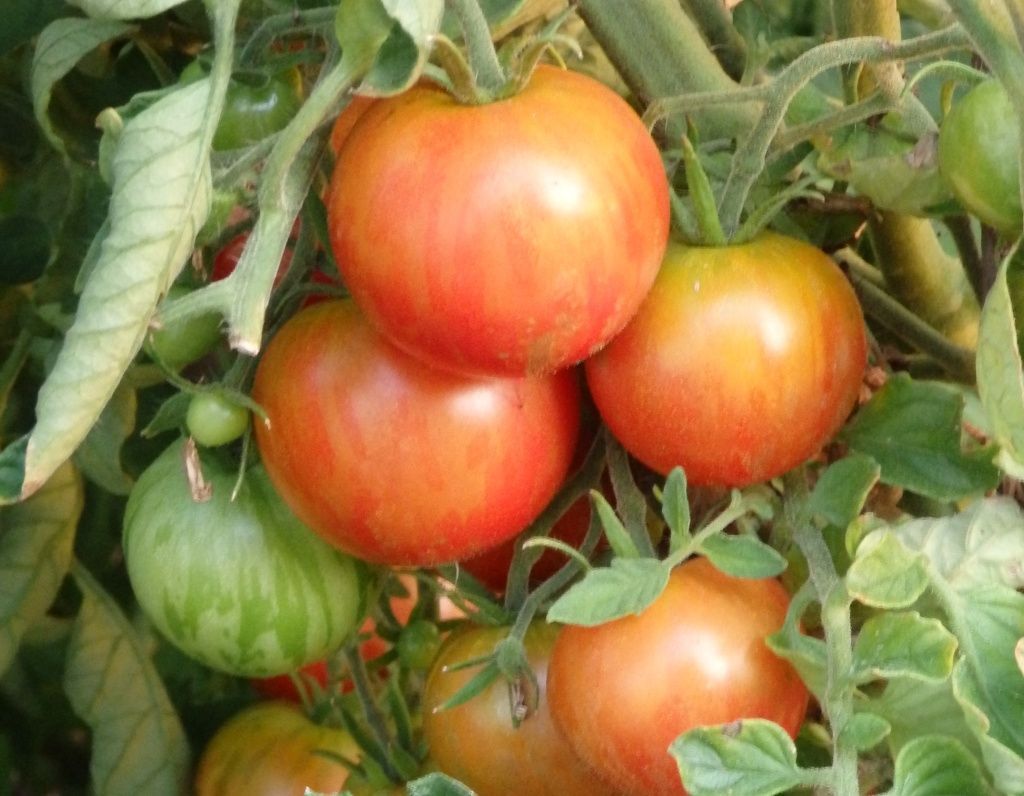 ранние томаты.JPG