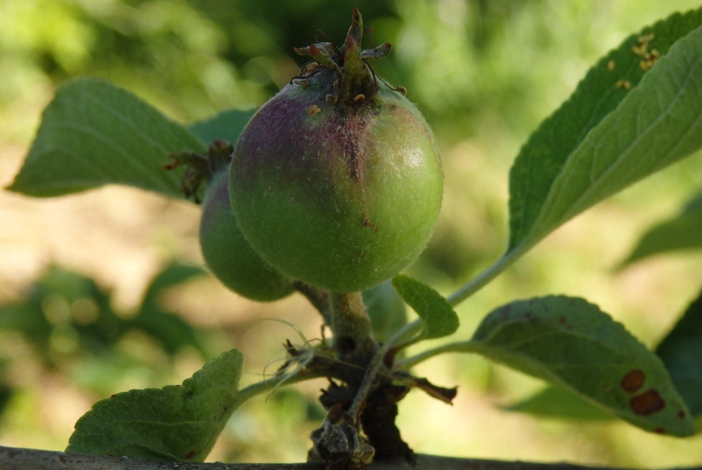 завязь яблока.JPG