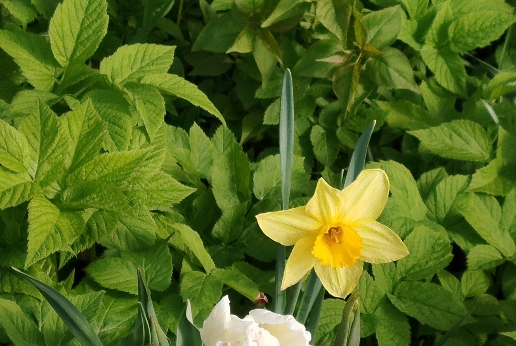 Сныть на клумбе.jpg