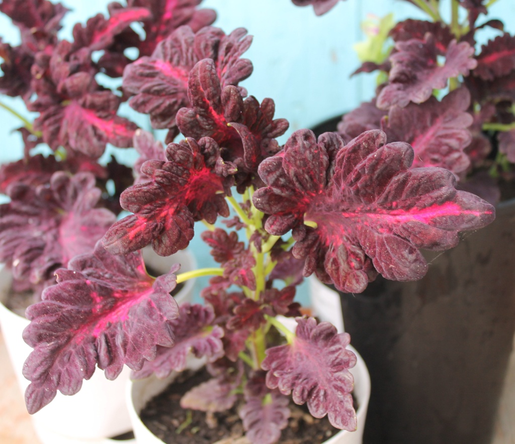 Черный дракон.JPG