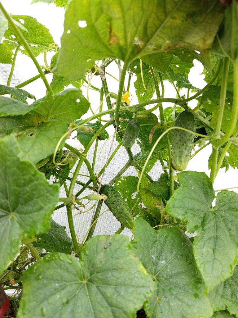 Ни слизни, ни болезни не смогут остановить Дворцовый F1.jpg Ни слизни, ни болезни не смогут остановить Дворцовый F1.jpg