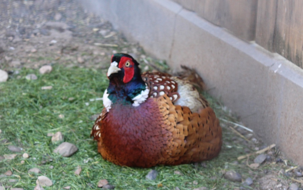 Охотничий фазан.JPG