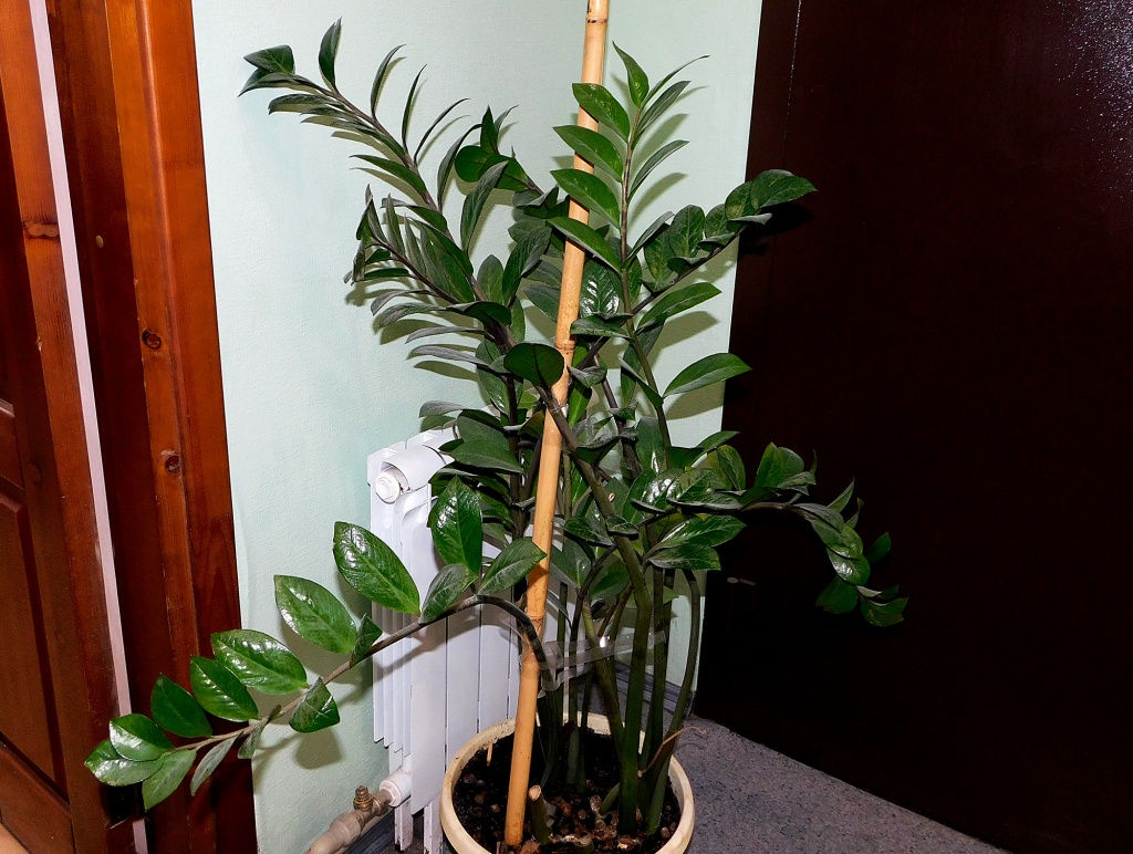 Замиокулькас 2.jpg