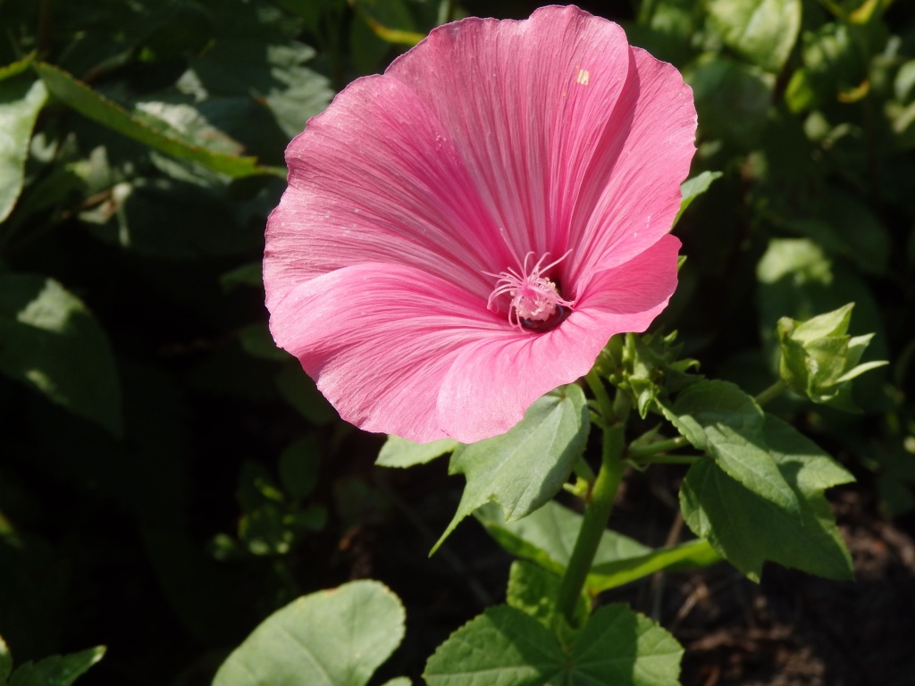 Лаватера Танагра.JPG