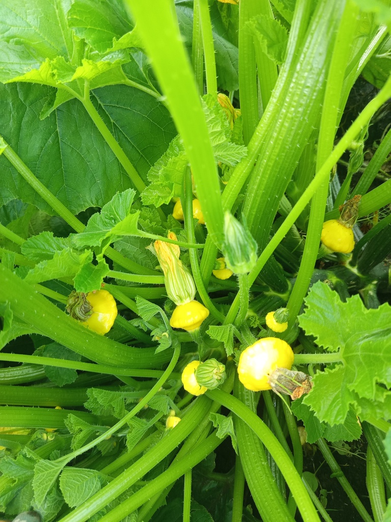 Завязи формируются в центре куста.jpg