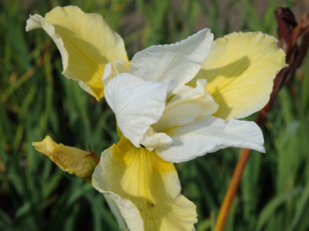 Ирис сибирский Butter and Sugar.JPG