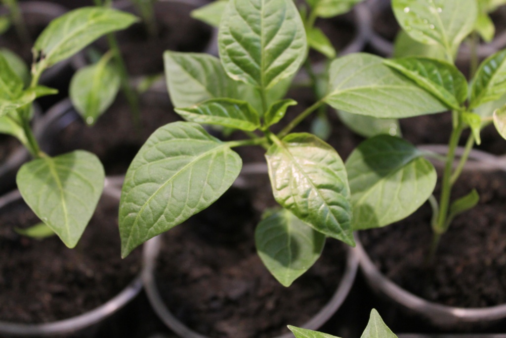 Солнечный ожог на листьях перца.JPG