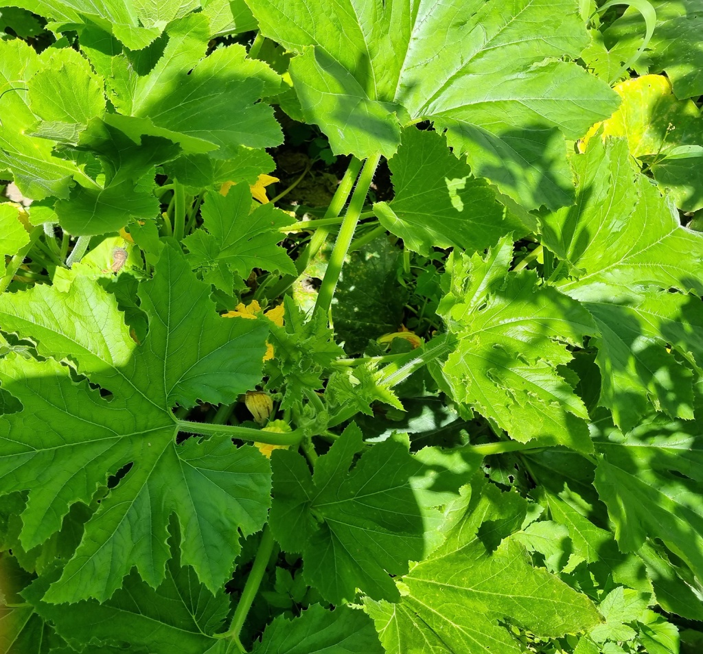 20240810_124710.jpg