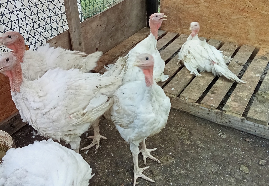 IMG_20240531_154002ццц.jpg IMG_20240531_154002ццц.jpg