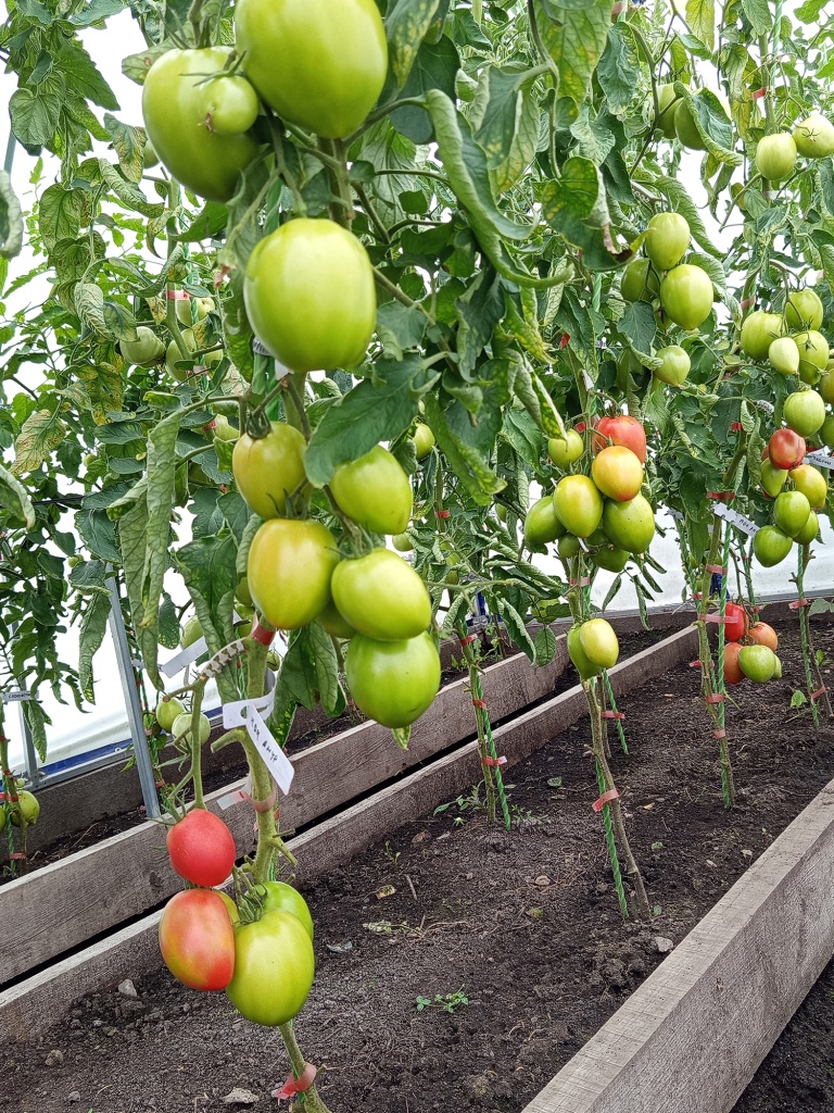 Мега урожайный гибрид.jpg