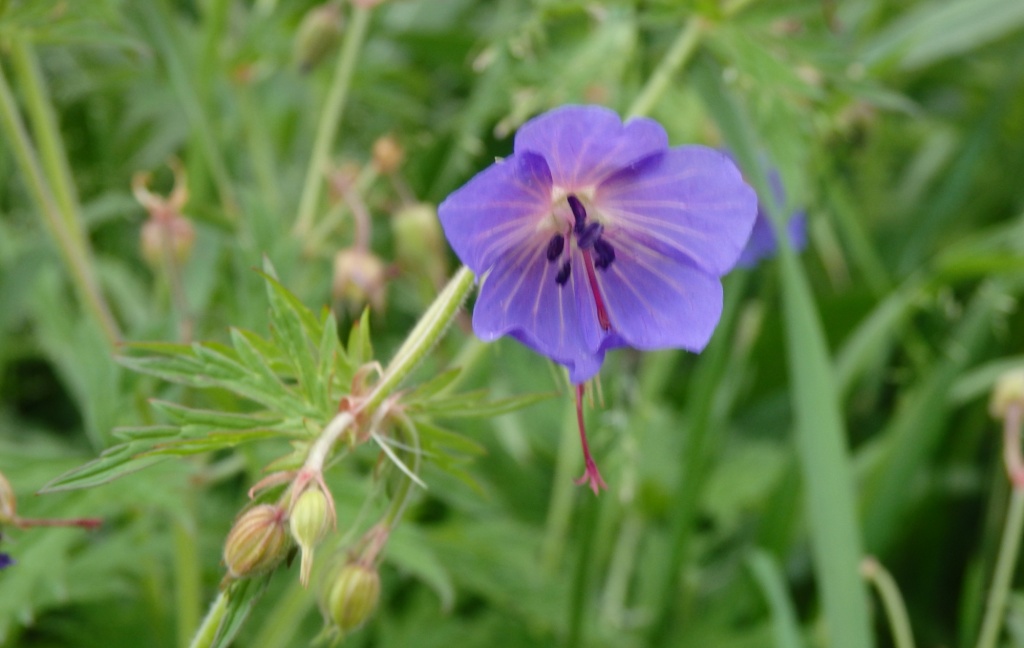 Герань луговая 1.JPG